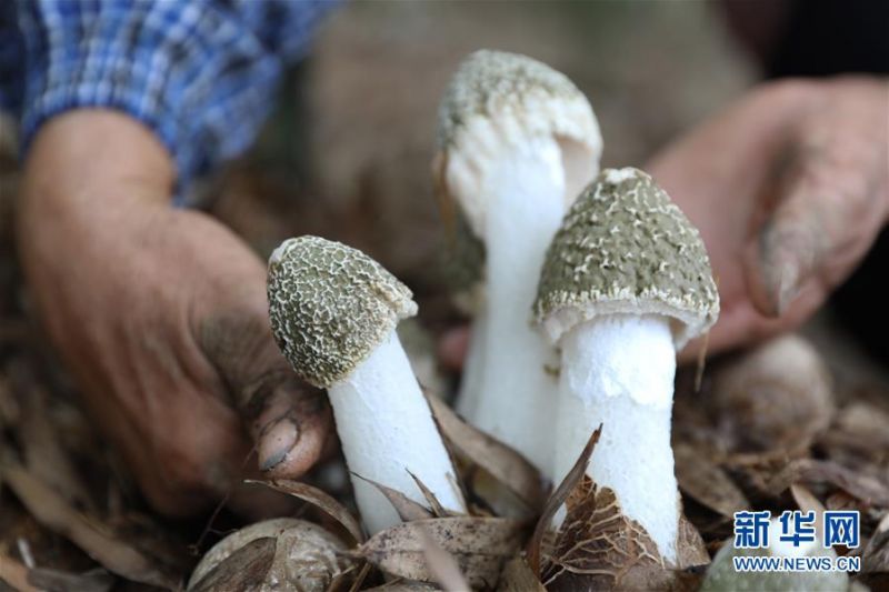 7月4日，贵州省赤水市复兴镇凉江村村民在竹林中采收竹荪。 近年来，有“中国竹子之乡”之称的贵州省赤水市充分利用当地的竹林资源，采取“支部+合作社+农户”模式引导农民在林下套种竹荪，既不耽误竹林生长，又拓宽了山区农民的增收渠道。 新华社发（李玲 摄）