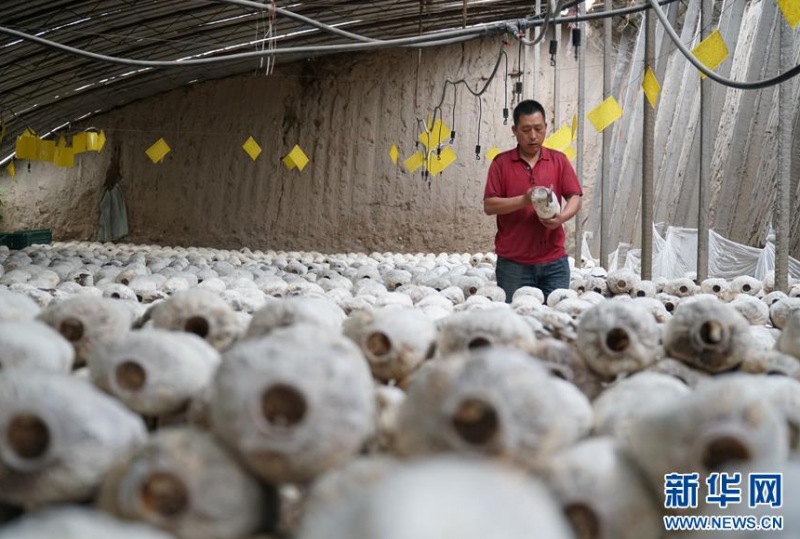 王玉和在青海省海东市民和回族土族自治县马场垣乡金星村的大棚内观察食用菌长势（6月18日摄）。 新华社记者 薛玉斌 摄