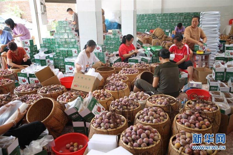 　8月1日，果农在龙岩市连城县务各村配送中心分拣刚采收的芙蓉李。 连日来，福建省龙岩市连城县种植的芙蓉李迎来收获季，果农们采摘、装运、销售芙蓉李，一派忙碌景象。近年来，当地因地制宜大力发展山地水果种植业，种植的芙蓉李成为农民增收的重要来源。 新华社发（周杨东 摄）