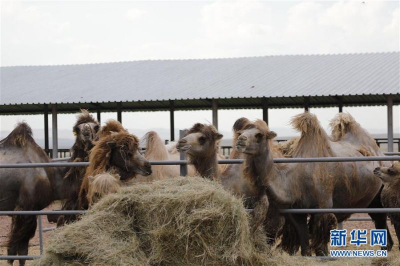 　　6月11日，哈萨克斯坦卡拉干达州一家乳品厂的骆驼在草场上吃草。新华社发（奥斯潘诺夫摄）