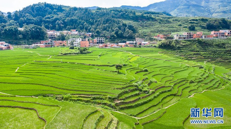 贵州省盘州市新民镇的梯田风光（6月29日摄，无人机照片）。 夏日时节，贵州省盘州市新民镇的梯田风景如画。 新华社记者 陶亮 摄