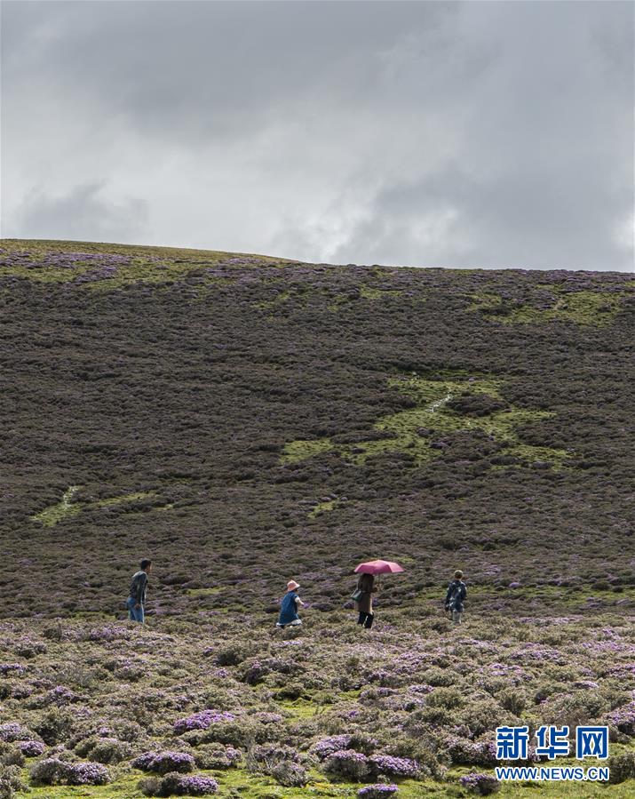 　游客徜徉在思金拉错湖边的花丛里（6月26日摄）。 思金拉错湖位于西藏拉萨市墨竹工卡县，四周群山高耸，湖面海拔约4500米。每年春夏两季，湖畔山花遍地、绿草如茵，吸引不少游客。 新华社记者孙非摄