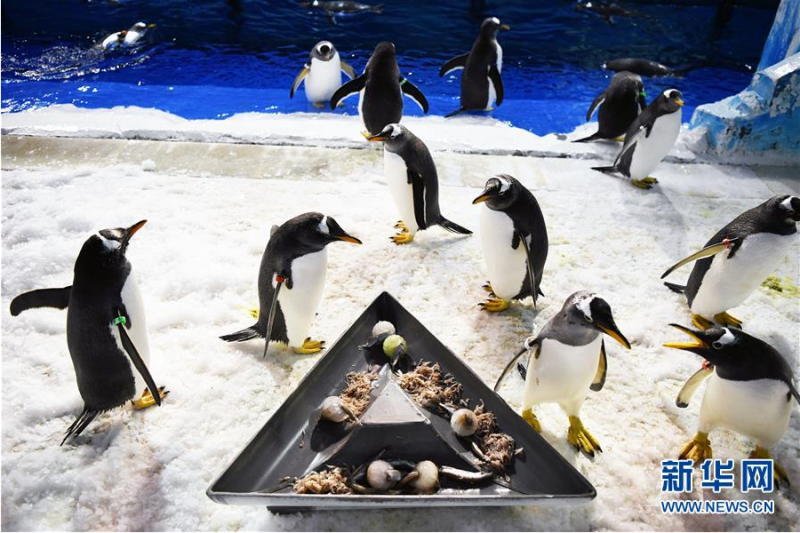 6月24日，在哈尔滨极地馆企鹅生活区，企鹅准备品尝“鱼粽”。 当日，哈尔滨极地馆的工作人员特地准备了“鱼粽”“肉粽”，让生活在这里的极地动物也品尝一下端午美食。 新华社记者 王建威 摄