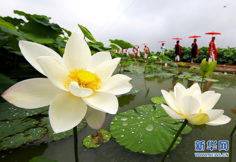 7月3日，游客在曲周县胜丰莲藕种植专业合作社荷塘景区游览。 时值夏日，河北省曲周县胜丰莲藕种植专业合作社荷塘景区的荷花竞相绽放，吸引众多游人前来观光游览。 新华社记者 王晓 摄