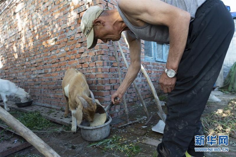 7月10日，在黑龙江省抚远市浓桥镇东方红村的自家庭院里，马广生在喂羊。新华社记者 谢剑飞 摄