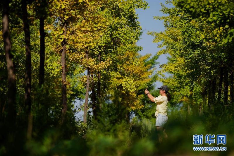 7月26日，游客在栾卸村银杏林中游览。 盛夏，位于太行山区的河北省沙河市栾卸村满目葱茏，山水、田园、民居构成一幅美丽乡村图景。 新华社记者 牟宇 摄