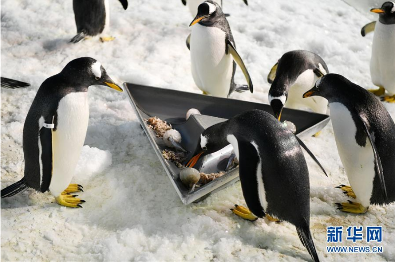 6月24日，哈尔滨极地馆的企鹅在品尝“鱼粽”。 当日，哈尔滨极地馆的工作人员特地准备了“鱼粽”“肉粽”，让生活在这里的极地动物也品尝一下端午美食。 新华社记者 王建威 摄