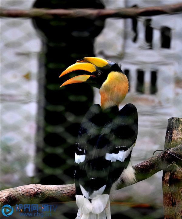 重慶動物園的雙角犀鳥。（供圖：周邦靜）