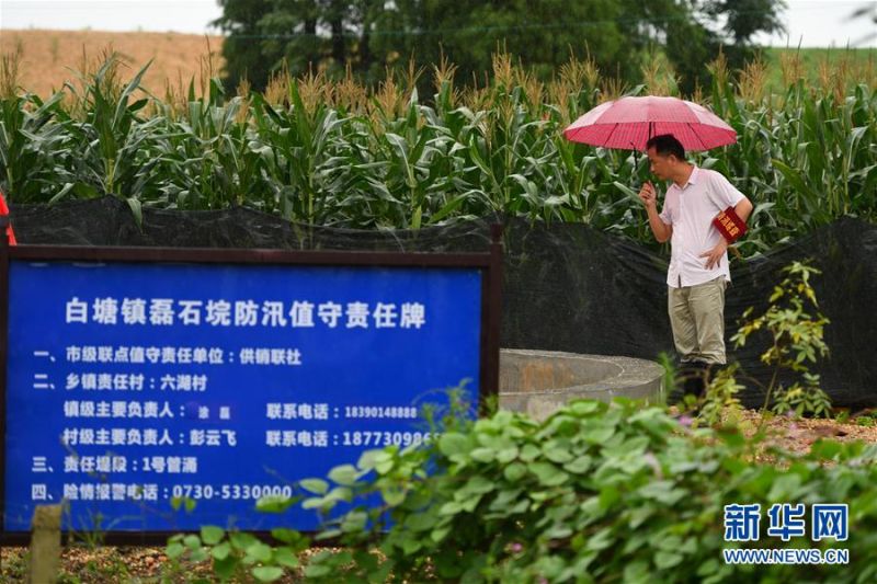工作人员在汨罗市白塘镇磊石垸1号管涌隐患点检查（7月10日摄）。 新华社记者 陈泽国 摄