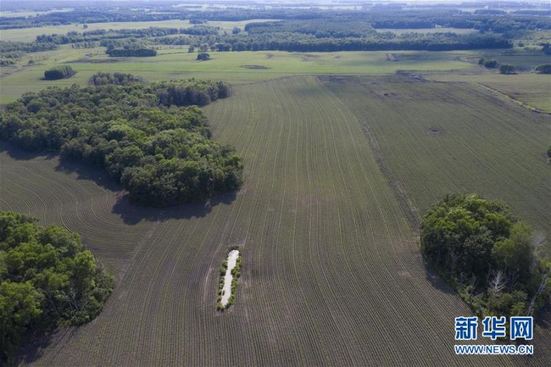 3这是7月4日在黑龙江垦区五大连池农场拍摄的绿色田野（无人机照片）。 正值夏日，在黑龙江垦区五大连池农场，万亩耕地的美丽线条和苍翠的林地相互映衬，构成了一幅壮观的绿色画卷。 新华社记者 谢剑飞 摄