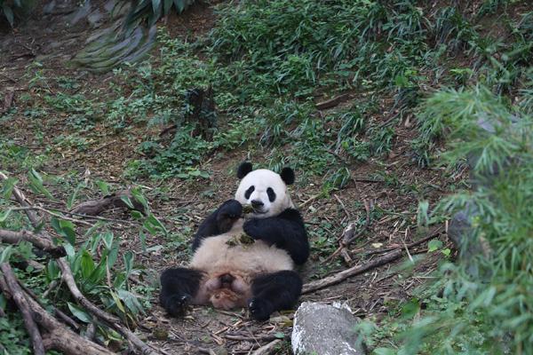 当然也少不了给大熊猫准备粽子啦！
