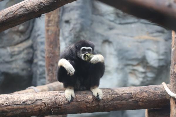 猩猩、长臂猿的粽子是灵长动物特制谷物料、苹果、桃子馅的。