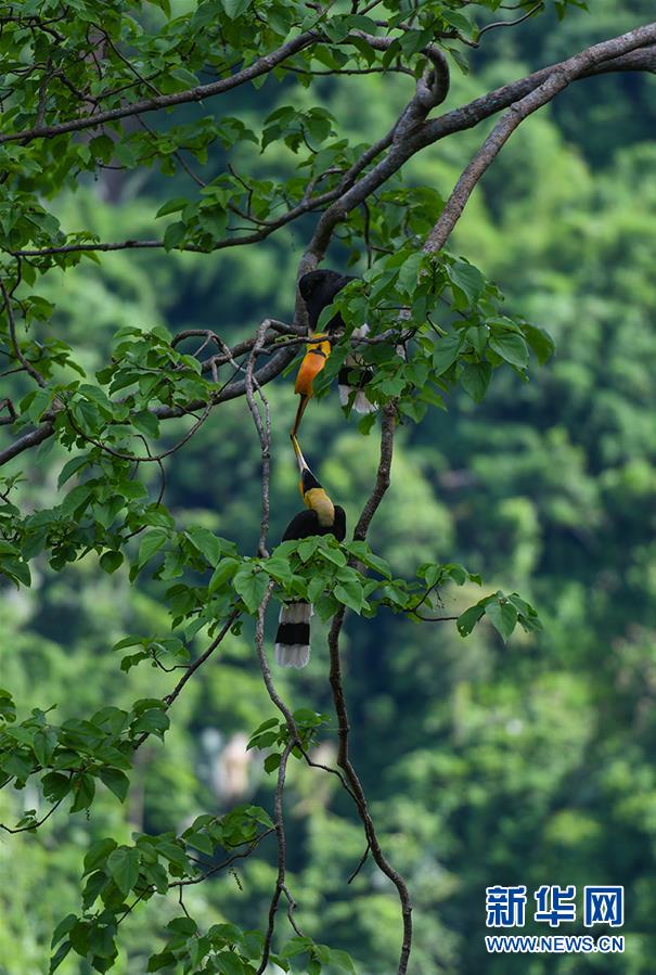 双角犀鸟“夫妇”停留在巢穴附近的树枝上（7月5日摄）。新华社发（朱边勇 摄）