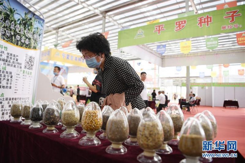 7月27日，参会者在展览现场了解种子产品。 当日，第七届宁夏种业博览会在宁夏回族自治区石嘴山市平罗县种子小镇泰金种业产业园开幕。本届种业博览会有来自国内外150家种子企业的8大类4000个品种参展，为制种产业发展、农户科学选种搭建平台，让小种子为乡村振兴带来新动力。 新华社记者 王鹏 摄