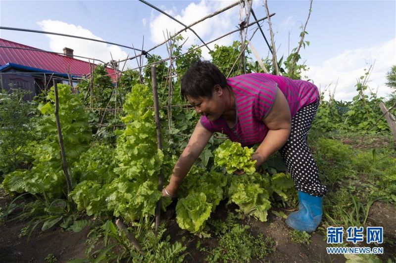 7月10日，在黑龙江省抚远市浓桥镇东方红村的自家庭院里，康艳丽在摘菜准备喂鸡。 新华社记者 谢剑飞 摄