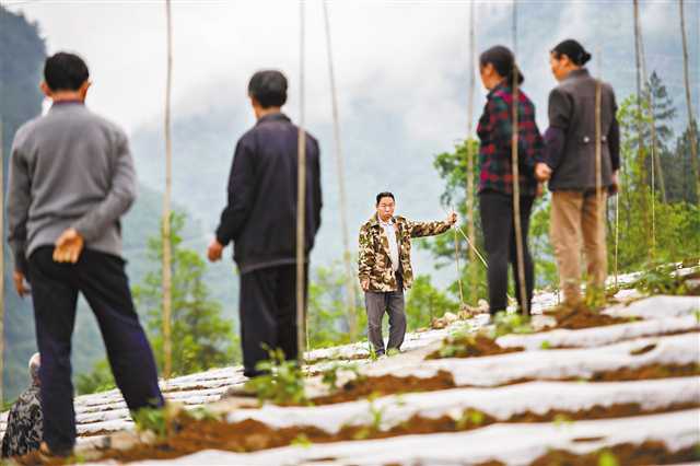     彭水縣三義鄉(xiāng)蓮花村，村民在交流海椒種植管護(hù)經(jīng)驗(yàn)。目前，該村發(fā)展海椒種植117畝，帶動(dòng)貧困戶33戶穩(wěn)定增收。