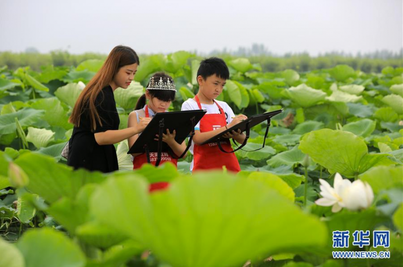 7月3日，游客在曲周县胜丰莲藕种植专业合作社荷塘景区写生。 时值夏日，河北省曲周县胜丰莲藕种植专业合作社荷塘景区的荷花竞相绽放，吸引众多游人前来观光游览。 新华社记者 王晓 摄