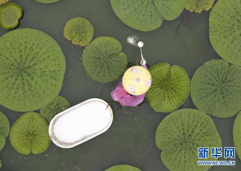 6月29日，在江苏省淮安市洪泽区岔河镇，农民在给芡实施肥（无人机照片）。 近日，江苏省淮安市洪泽区芡实陆续进入施肥期，当地种植户抓紧组织人力开展施肥工作，为芡实增产夯实基础。 新华社发（万震 摄）