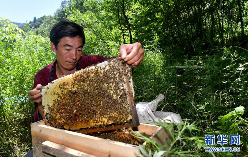 陕西省留坝县火烧店镇天星亮村扶贫社蜜蜂养殖项目的管理员在查看蜂箱（7月2日）。新华社记者 刘潇摄