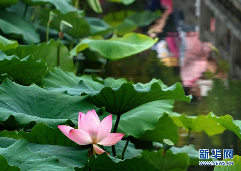 6月30日，市民在河南郑州紫荆山公园内观赏荷花。新华社记者 李安 摄