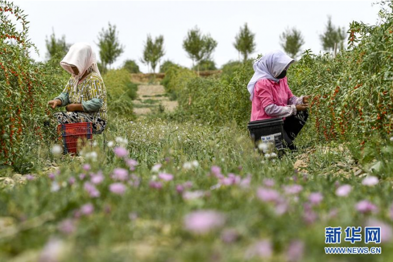 采摘工在宁夏中宁县玺赞生态枸杞庄园采摘枸杞（6月30日摄）。新华社记者 冯开华 摄