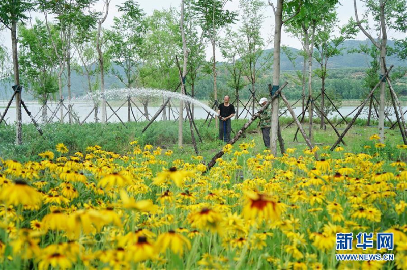 6月27日，园林工人在迁西县长河带状公园给绿地浇水。新华社记者 牟宇 摄