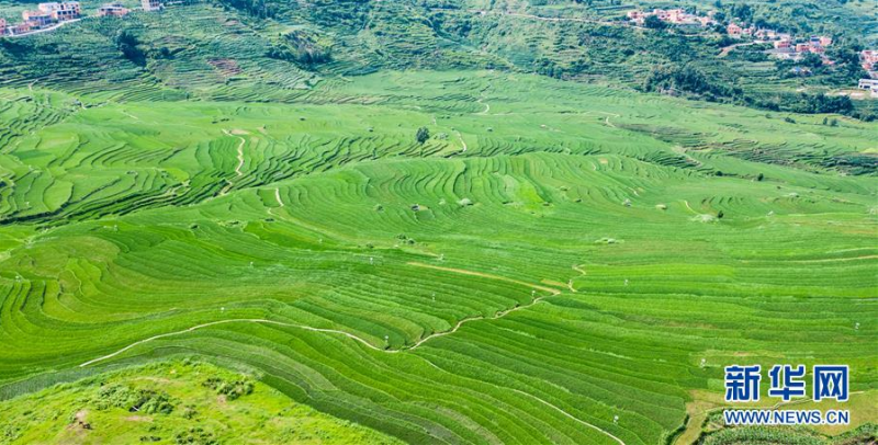 贵州省盘州市新民镇的梯田风光（6月29日摄，无人机照片）。 夏日时节，贵州省盘州市新民镇的梯田风景如画。 新华社记者 陶亮 摄