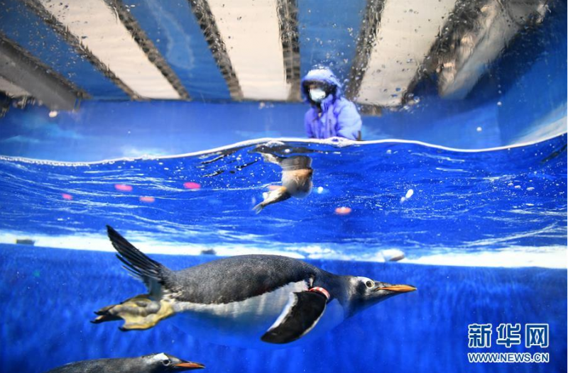 6月24日，哈尔滨极地馆的工作人员为水中的企鹅投放“鱼粽”。 当日，哈尔滨极地馆的工作人员特地准备了“鱼粽”“肉粽”，让生活在这里的极地动物也品尝一下端午美食。 新华社记者 王建威 摄