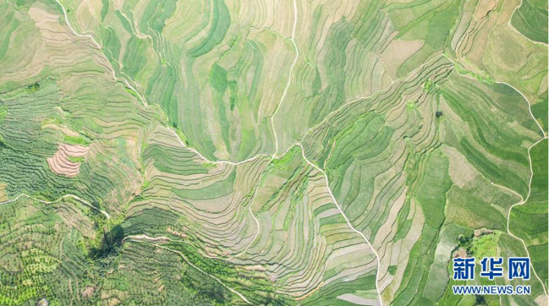 贵州省盘州市新民镇的梯田风光（6月29日摄，无人机照片）。 夏日时节，贵州省盘州市新民镇的梯田风景如画。 新华社记者 陶亮 摄