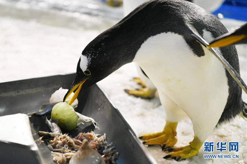 6月24日，哈尔滨极地馆的企鹅在品尝“鱼粽”。 当日，哈尔滨极地馆的工作人员特地准备了“鱼粽”“肉粽”，让生活在这里的极地动物也品尝一下端午美食。 新华社记者 王建威 摄