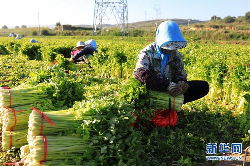7月19日，甘肃省定西市安定区凤翔镇李家嘴村村民在采收芹菜。 时下正值甘肃省定西市安定区高原夏菜采收旺季，当地菜农趁着晴好天气采收蔬菜，田间一派繁忙景象。近年来，安定区利用地处高原的气候优势，种植芹菜、甘蓝等高原夏菜品种20多个，蔬菜种植面积近18万亩，蔬菜产业成为带动群众脱贫致富的主导产业。 新华社发（陈永刚 摄）
