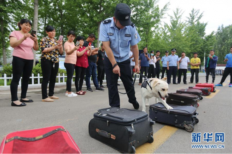 6月24日，在山东省沂南县公安局举办的“缉毒犬开放日”活动上，一只缉毒犬进行箱包藏毒查缉表演。 当日，为迎接6月26日国际禁毒日，山东省临沂市沂南县公安局举办“缉毒犬开放日”活动，邀请市民近距离观看缉毒犬毒品查缉表演，了解禁毒知识。 新华社发（王彦冰 摄）