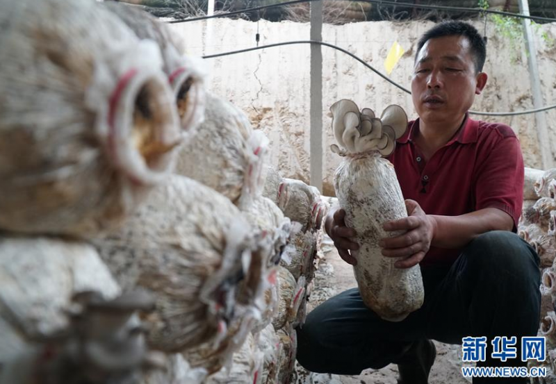 王玉和在青海省海东市民和回族土族自治县马场垣乡金星村的大棚内观察食用菌长势（6月18日摄）。  新华社记者 薛玉斌 摄