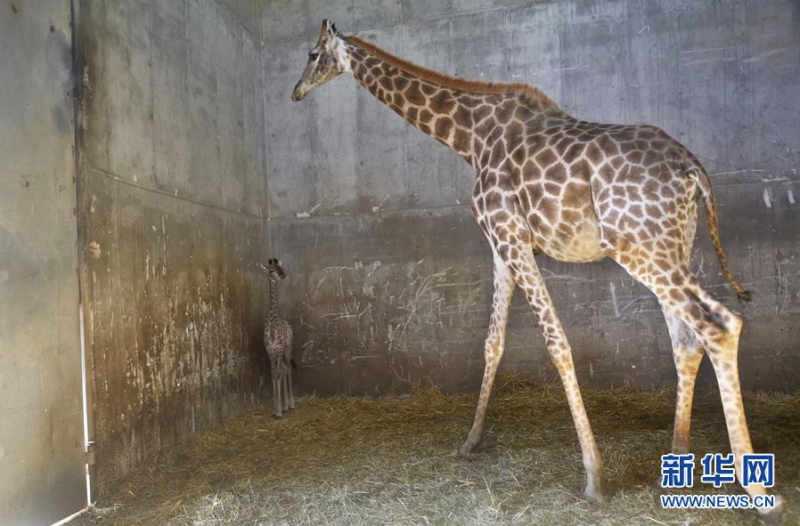 7月1日，耶路撒冷动物园一只两周大的长颈鹿宝宝和妈妈在一起。 新华社发（吉尔·科恩·马根 摄）