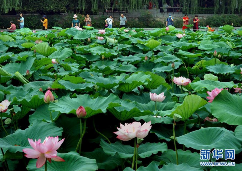6月30日，市民在河南郑州紫荆山公园内赏荷拍照。　　近日，河南郑州紫荆山公园内的荷花陆续绽放，吸引大批市民和游客前来观赏。 新华社记者 李安 摄
