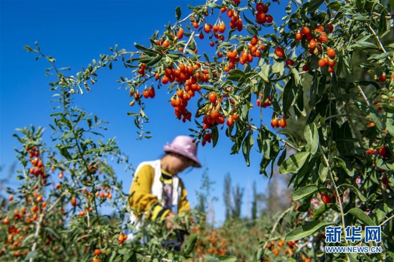 7月13日，在新疆精河县托里镇的一处枸杞种植园，村民在采收枸杞。 近日，新疆精河县10万余亩枸杞陆续成熟，当地农民抢抓农时，采收枸杞。近年来，精河县持续发展和培育枸杞“红色产业链”，加大资金扶持力度，提升精河枸杞的品牌效应，带动农民增收致富。 精河县位于新疆天山山脉北麓，准噶尔盆地西南边缘。当地日照时间长、昼夜温差大且气候干燥，有利于枸杞果实糖分和药用成分积累。 新华社记者 胡虎虎 摄
