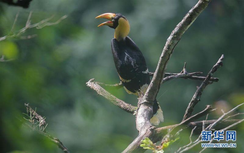 刚出巢的双角犀鸟雏鸟停留在树枝上（7月6日摄）。新华社发（朱边勇 摄）