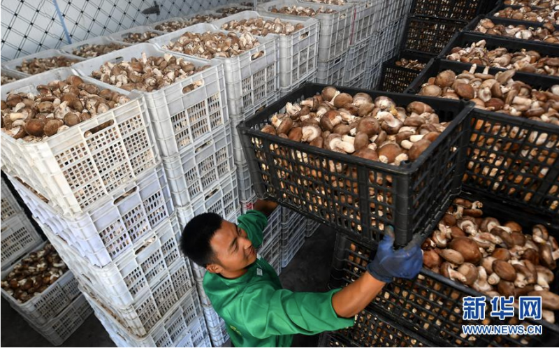陕西省留坝县武官驿镇留香益品商贸公司的员工在摆放冷库里的香菇（7月2日摄）。该公司平均每天销售香菇3万多斤，产品主要销往拉萨、三亚等地。新华社记者 刘潇摄