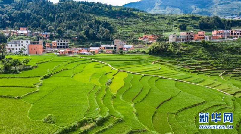 贵州省盘州市新民镇的梯田风光（6月29日摄，无人机照片）。 夏日时节，贵州省盘州市新民镇的梯田风景如画。 新华社记者 陶亮 摄