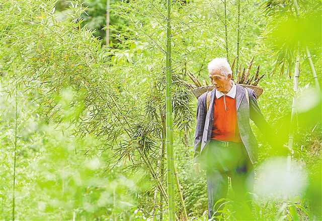 北坡村村民簡宗平正在山里采摘竹筍。記者 龍帆 攝/視覺重慶