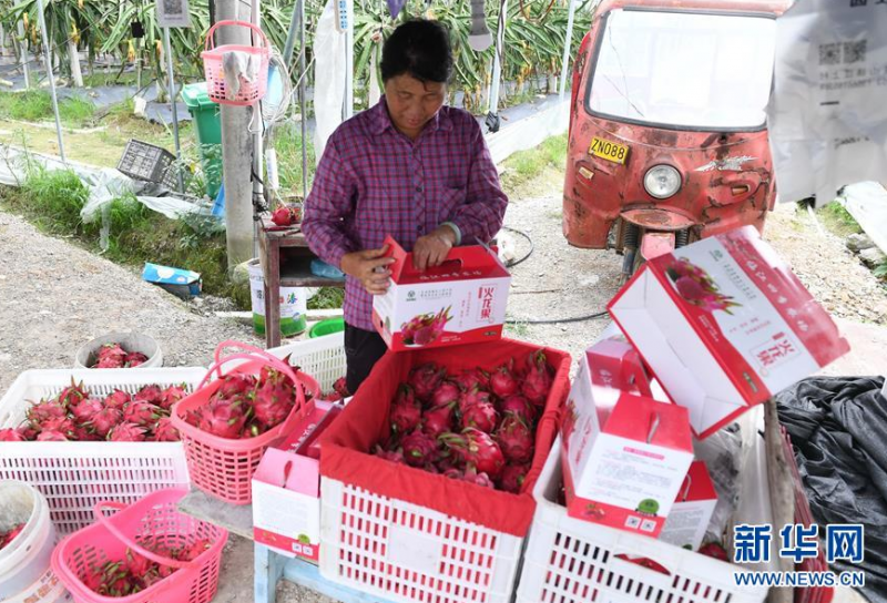 微信截图_20200624086月23日，农场工人郑秋玉在政和县铁山镇一家农场包装火龙果。 近年来，福建省政和县努力打造“一村一品”农业工程，加快发展乡村特色产业，巩固脱贫成果，助力乡村振兴。 新华社记者 林善传 摄1031