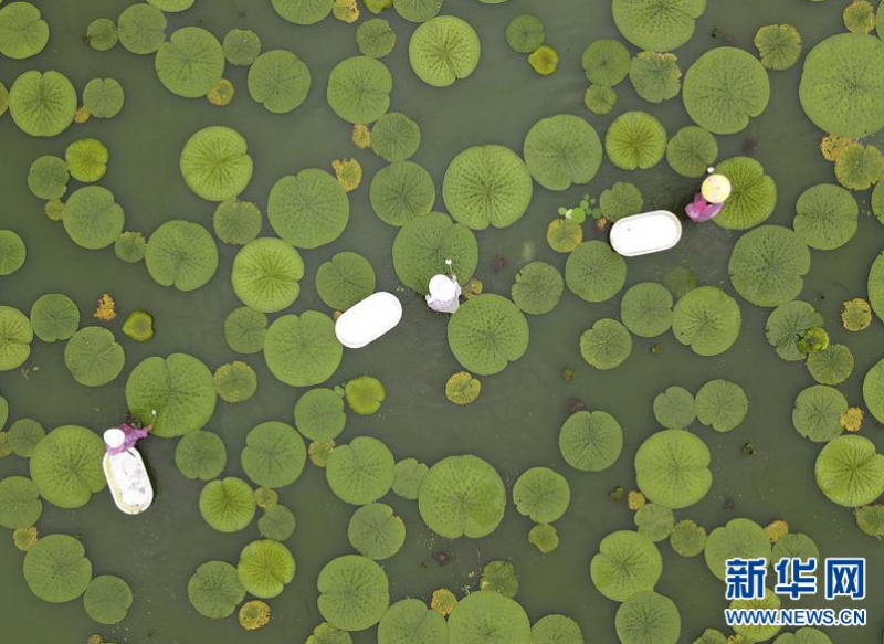 6月29日，在江苏省淮安市洪泽区岔河镇，农民在给芡实施肥（无人机照片）。近日，江苏省淮安市洪泽区芡实陆续进入施肥期，当地种植户抓紧组织人力开展施肥工作，为芡实增产夯实基础。 新华社发（万震 摄）