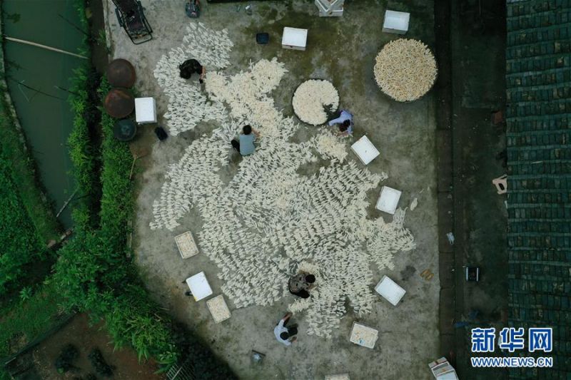 7月4日，在贵州省赤水市复兴镇凉江村，村民在晾晒刚采收的竹荪（无人机照片）。 近年来，有“中国竹子之乡”之称的贵州省赤水市充分利用当地的竹林资源，采取“支部+合作社+农户”模式引导农民在林下套种竹荪，既不耽误竹林生长，又拓宽了山区农民的增收渠道。 新华社发（王长育 摄）