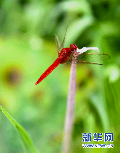7月2日，一只蜻蜓伫立在荷杆上。