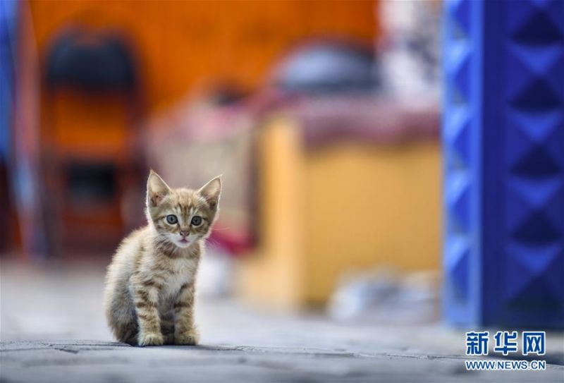 7月4日，在位于六星街的一家民居内，小猫向门外张望。