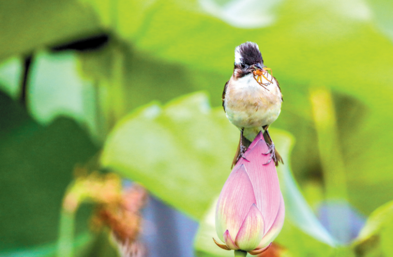 江津區(qū)：鼎山公園夏日荷花別樣紅