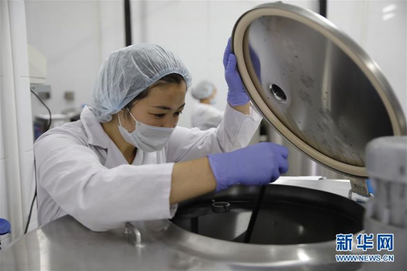 　　6月11日，哈萨克斯坦卡拉干达州一家乳品厂的工作人员在加工奶粉。新华社发（奥斯潘诺夫摄）2