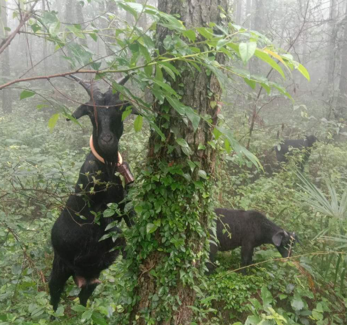 郭建華飼養(yǎng)的黑山羊 圖/徐婷婷