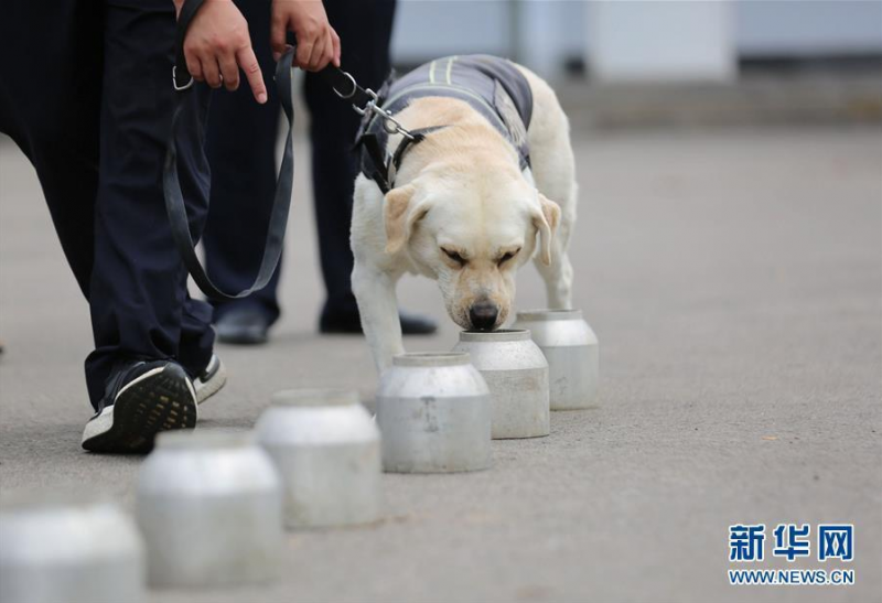 6月24日，在山东省沂南县公安局举办的“缉毒犬开放日”活动上，一只缉毒犬进行嗅毒表演。 当日，为迎接6月26日国际禁毒日，山东省临沂市沂南县公安局举办“缉毒犬开放日”活动，邀请市民近距离观看缉毒犬毒品查缉表演，了解禁毒知识。 新华社发（王彦冰 摄）