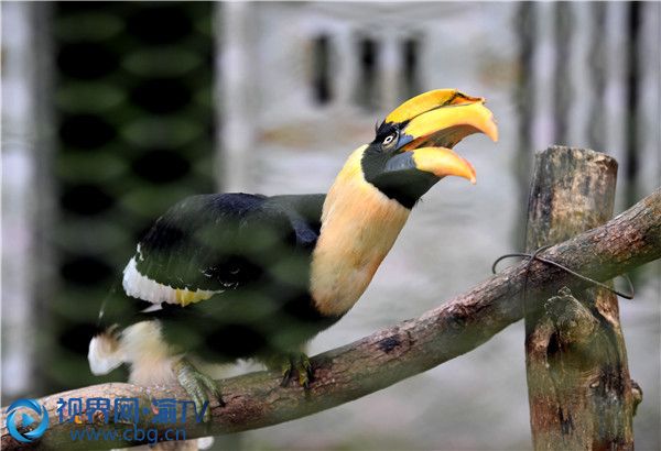 重慶動物園的雙角犀鳥。（供圖：周邦靜）